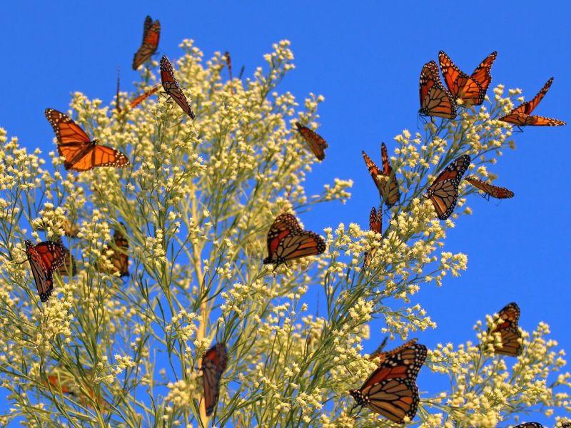 Милиони монарх-пеперутки гинат поради бурите во Мексико